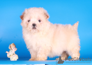 Additional photos: Maltipoo F1 puppies girls mini