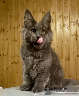 Photo №4. I will sell maine coon in the city of Vladimir. from nursery - price - 651$