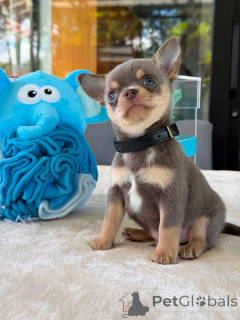 Photo №1. chihuahua - for sale in the city of Bielefeld | negotiated | Announcement № 174829