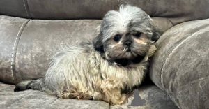 Photo №1. shih tzu - for sale in the city of Berlin | 370$ | Announcement № 116830