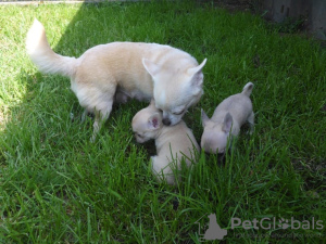 Additional photos: Adorable shorthair chihuahua puppies