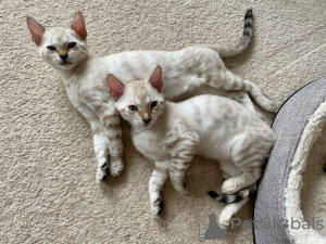 Photo №1. bengal cat - for sale in the city of Aarbergen | Is free | Announcement № 176769