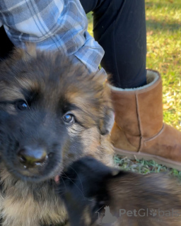 Photo №1. non-pedigree dogs - for sale in the city of Bad Wildungen | negotiated | Announcement № 173375