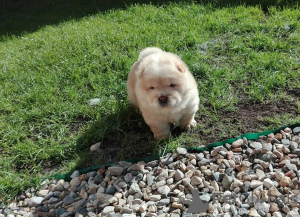 Additional photos: Beautiful Chow Chow puppies