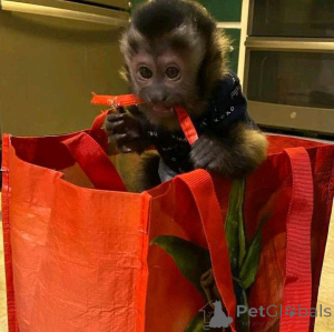 Photo №3. Mono capuchino. Spain