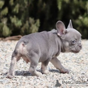 Photo №4. I will sell french bulldog in the city of Chemnitz. private announcement - price - 380$