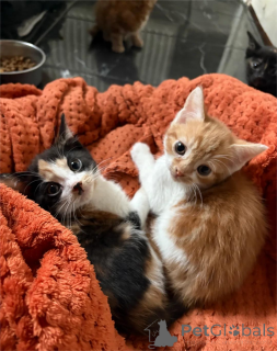 Photo №1.  - for sale in the city of Alain | 329$ | Announcement № 151619