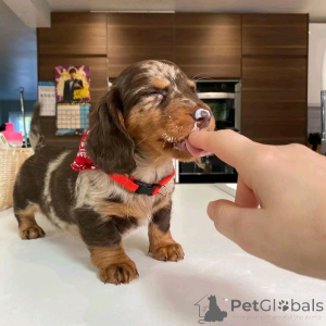 Photo №2 to announcement № 138953 for the sale of dachshund - buy in United States private announcement, breeder
