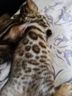 Photo №2 to announcement № 2508 for the sale of bengal cat - buy in Russian Federation private announcement, from nursery