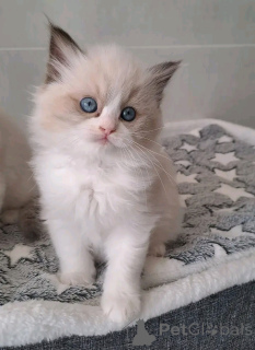 Photo №1. ragdoll - for sale in the city of Heinävesi | Is free | Announcement № 176606