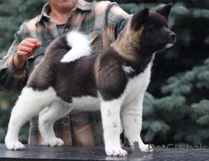 Photo №4. I will sell american akita in the city of Voronezh. from nursery, breeder - price - negotiated