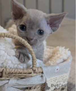 Photo №3. Beautiful Devon Rex Kittens Blue & Lilac. Germany