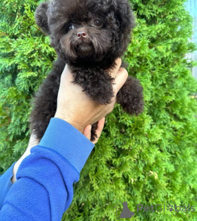 Photo №1. poodle (toy) - for sale in the city of Boston | negotiated | Announcement № 152638