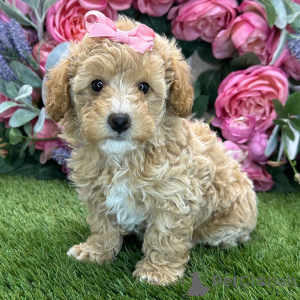 Photo №3. Poodle Female 9 weeks old Ready to go home. Belgium