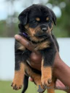 Photo №2 to announcement № 164702 for the sale of rottweiler - buy in Finland private announcement, breeder