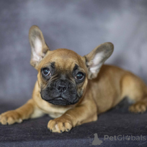 Photo №3. French Bulldog Male 12 weeks old Ready to go home. Germany