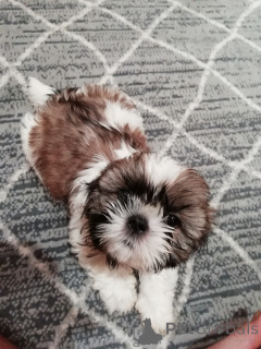 Photo №2 to announcement № 167390 for the sale of lhasa apso, maltipu, pomeranian, poodle (toy), shih tzu - buy in Estonia private announcement, from nursery, from the shelter, breeder