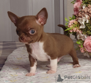 Additional photos: Chihuahua Chocolate Mini Boy