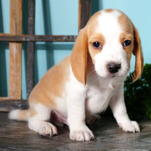 Photo №1. beagle - for sale in the city of Aschaffenburg | 329$ | Announcement № 151416