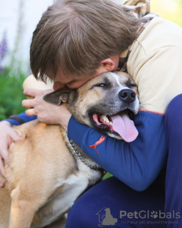 Photo №4. I will sell non-pedigree dogs in the city of Москва. private announcement - price - Is free