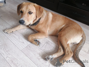 Photo №2 to announcement № 164578 for the sale of non-pedigree dogs - buy in Belarus private announcement