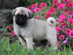 Photo №3. pug puppies for sale. Germany