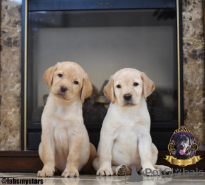 Photo №2 to announcement № 9635 for the sale of labrador retriever - buy in Ukraine from nursery, breeder