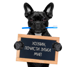 Photo №2. Veterinarian Services in Russian Federation. Price - 13$. Announcement № 5217