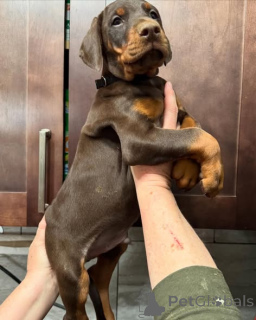 Photo №1. dobermann - for sale in the city of Warsaw | negotiated | Announcement № 163828
