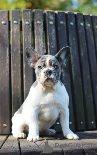 Photo №1. french bulldog - for sale in the city of Mogilyov | 845$ | Announcement № 68696