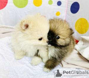 Photo №4. I will sell pomeranian in the city of New York. private announcement - price - 400$