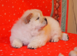 Additional photos: Chow chow puppies