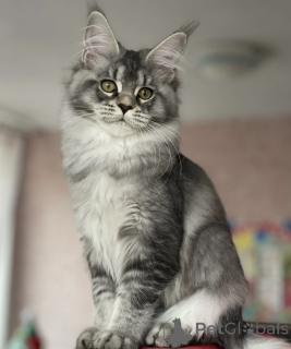 Photo №1. maine coon - for sale in the city of Baden Baden | 1$ | Announcement № 163175