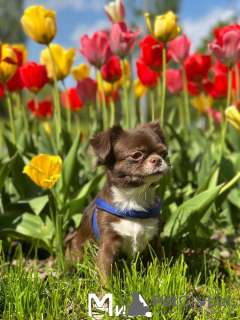 Photo №2 to announcement № 105210 for the sale of chihuahua - buy in Germany breeder
