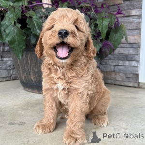 Photo №1. non-pedigree dogs - for sale in the city of Aalborg | 329$ | Announcement № 151549