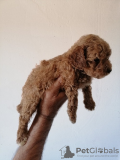 Photo №3. A poodle. Serbia