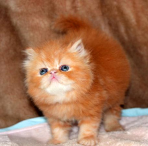 Photo №1. persian cat - for sale in the city of Moscow | 242$ | Announcement № 987
