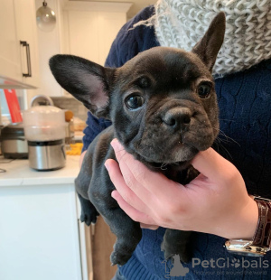 Photo №1. french bulldog - for sale in the city of Tübingen | 380$ | Announcement № 122989