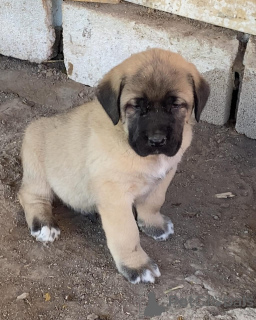 Photo №1. non-pedigree dogs - for sale in the city of Melbourne | negotiated | Announcement № 158698