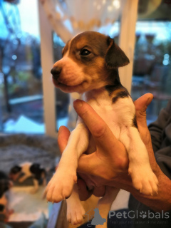 Photo №4. I will sell russian hound in the city of Hamburg. breeder - price - negotiated