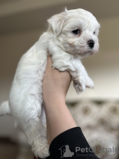 Photo №1. maltese dog - for sale in the city of Sioux Falls | negotiated | Announcement № 80856
