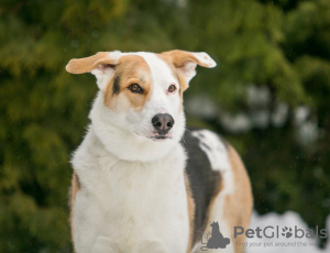 Photo №2 to announcement № 92977 for the sale of non-pedigree dogs - buy in Russian Federation private announcement