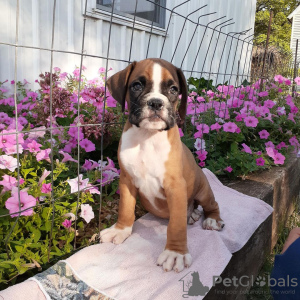 Photo №3. Boxer puppies DNA health test. Germany