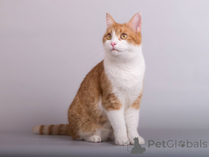 Photo №3. Kitty Manyunya is looking for a kind heart.. Russian Federation