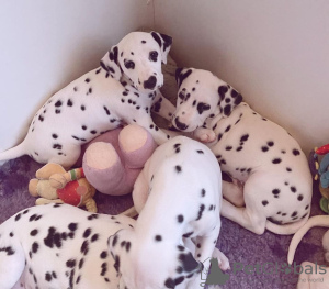 Photo №1. dalmatian dog - for sale in the city of Limbourg | 520$ | Announcement № 20632