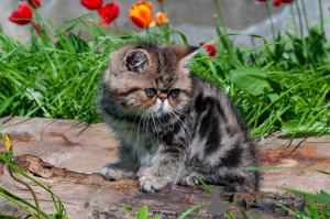 Photo №1. exotic shorthair - for sale in the city of Minsk | 974$ | Announcement № 6840