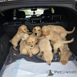 Photo №1. golden retriever - for sale in the city of Holstebro | negotiated | Announcement № 169980