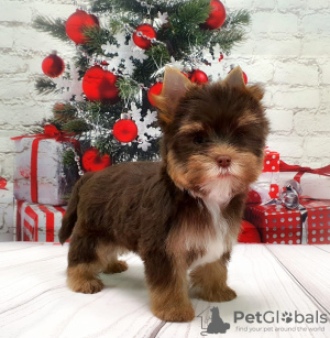 Photo №2 to announcement № 8353 for the sale of yorkshire terrier - buy in Russian Federation private announcement
