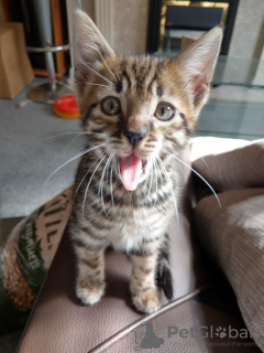 Photo №4. I will sell bengal cat in the city of Berlin. private announcement, from nursery - price - 328$