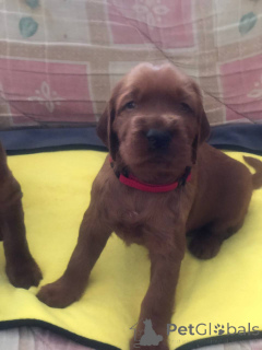 Photo №2 to announcement № 138669 for the sale of irish setter - buy in Ukraine private announcement